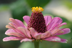 Bild: Blüte im Sommer