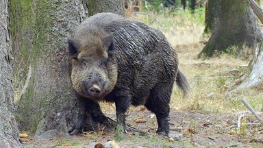 Bild: Wildschwein reibt sich am Baum, Quelle: https://www.mdr.de